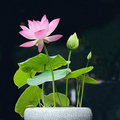 15 Lotus Seeds for Planting, Pack for 2026 USA Premium Non-GMO Seeds - Pink, Red & Green Color, Beautiful Water Plants for Indoor Bonsai, Outdoor Ponds and Gardens