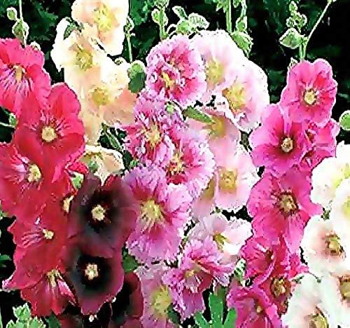 Big Pack - Hollyhock Single Mix Seed (3,000 Seeds) - Alcea rosea Heirloom Seeds - White to Dark red, Including Pink, Yellow and Orange Edible Flower Seeds (Big Pack - Hollyhock Mix)