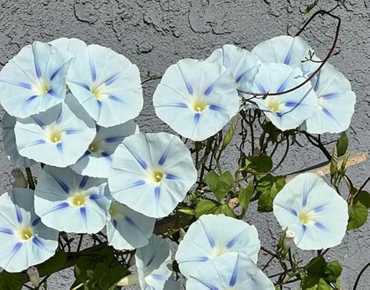 50+ Light Blue Ismay Morning Glory Seeds Vine Flowers Garden Planting