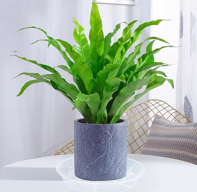 6 Pack of 12 inch Plant Saucer, Plastic Plant Saucer 12" Round, Plant Saucers for Indoors, Plant Water Tray, Plant Trays for Pots, Planter Tray, Plant Saucers for Planter 11-13" (12", Clear)