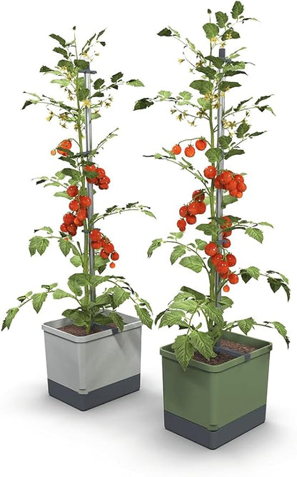 BUZZY Seeds Self-Watering Vertical Tomato Planter with Trellis – 1.2 Gal Reservoir, Large Capacity Planter for Tomatoes & Climbing Plants (Grey)