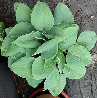 50+ Mixed Rare Hosta Seeds Plantain Lily Hosta plantaginea Flowers Garden Planting