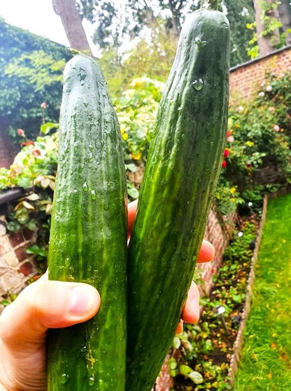 TomorrowSeeds - English Telegraph Improved Burpless Cucumber (English Cucumber) Seeds - 30+ Count - for 2026 Planting Hothouse Cucumbers Crisp European Near-Seedless Long Heirloom Vegetable