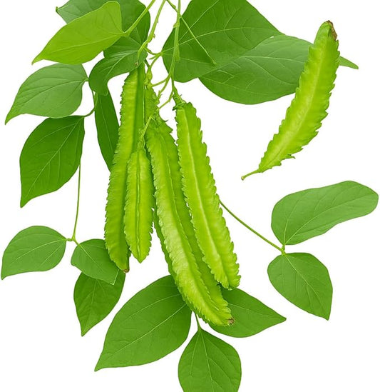 50+ Winged Bean Seeds – Dragon Bean, Four-Angled Bean – Tropical Climbing Vegetable – Non-GMO, Heirloom, Fast Growing – 60–90 Days to Harvest – Mai’s Family