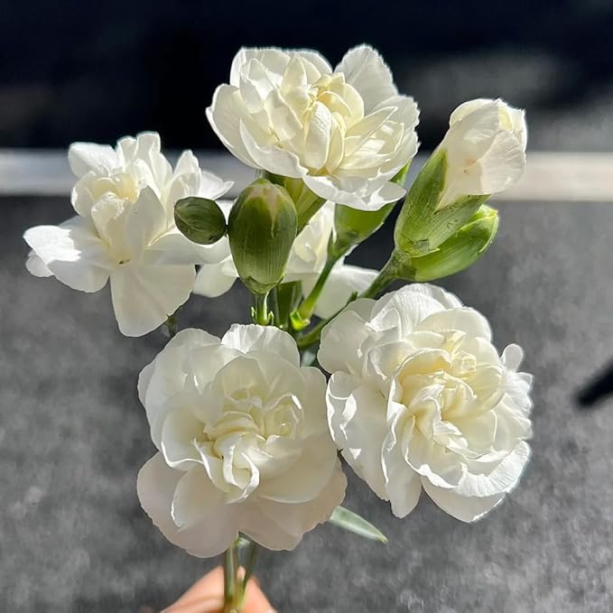 Jasmine Flower Seeds for Planting, 99 Double Jasminum Sambac Seeds, Perennial Flower Plants, Non-GMO Heirloom Climbing Jasmine Seed for Home Garden, Balcony, Vertical Garden Decor