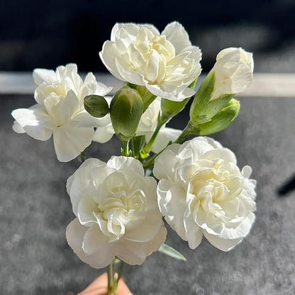 Jasmine Flower Seeds for Planting, 99 Double Jasminum Sambac Seeds, Perennial Flower Plants, Non-GMO Heirloom Climbing Jasmine Seed for Home Garden, Balcony, Vertical Garden Decor