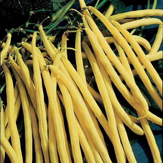 Park Seed Rocdor Bush Bean Seeds – Gourmet Yellow Wax Variety, Buttery Flavor, High Yield 16–24 Inch Plants, Heat and Humidity Tolerant, Easy to Grow Spring Vegetable – Pack of 100