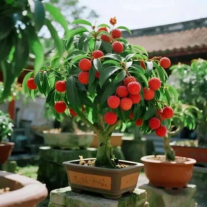 Dwarf Lychee Seeds for Planting Outdoor, 15+pcs Perennial Organic Litchi Tree Seed Non-GMO Heirloom Sweet Edible Fruit, Sweet Juicy Fruits Plants in Your Home Garden