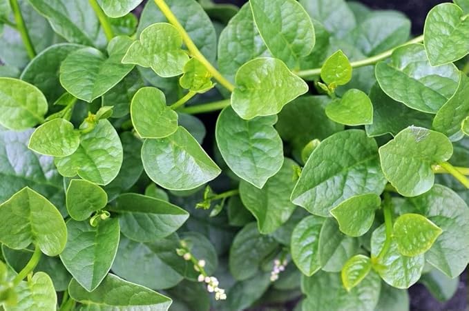 Malabar Spinach 200 Seeds Organic Red Water Spinach Seeds Non-GMO Green Perpetual Vine Leaf for Planting