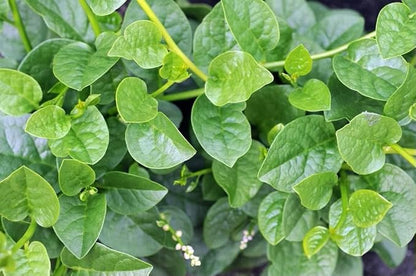 Malabar Spinach 200 Seeds Organic Red Water Spinach Seeds Non-GMO Green Perpetual Vine Leaf for Planting
