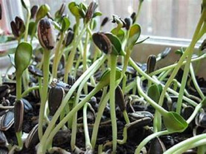 Sunflower Sprouting Seed, Non GMO - 8 oz - Country Creek Acre Brand - Sunflower Seed for Sprouts, Garden Planting, Cooking, Soup, Emergency Food Storage, Gardening, Juicing, Cover Crop Product Name
