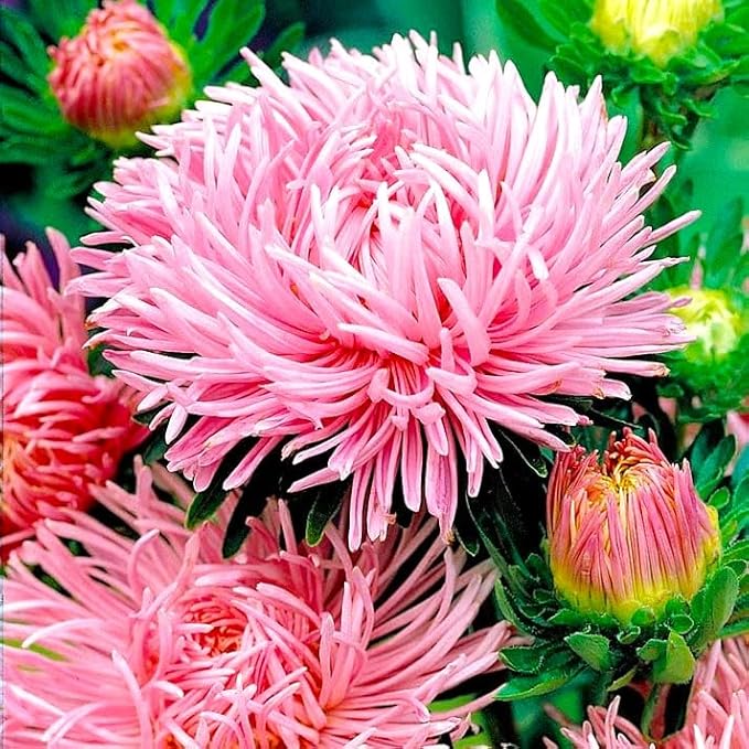 Needle Aster Seed Mix Multicolor 100 Seeds for Planting Non-GMO