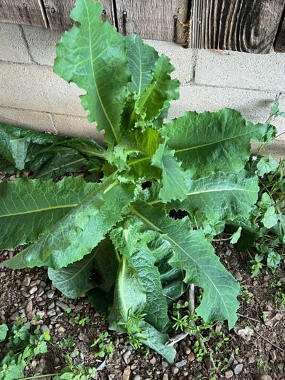 50pcs Wild Lettuce Seeds (Lactuca virosa) Heirloom - Non GMO - Open Pollinated