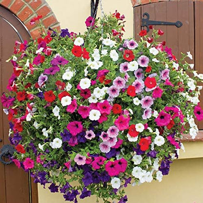 Seeds Petunia Unicum F1 Mix Indoor Annual Flowers for Planting