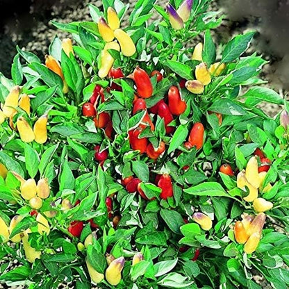 Park Seed Sweet Pepper Vegatable Plant Seeds, Easy to Grow, Spring Garden, Pretty N Sweet Hybrid, Pack of 20