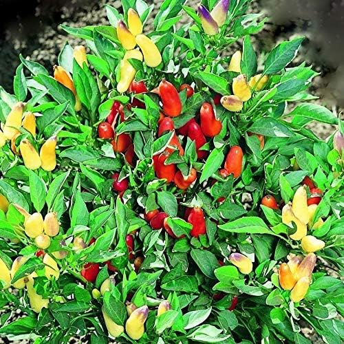 Park Seed Sweet Pepper Vegatable Plant Seeds, Easy to Grow, Spring Garden, Pretty N Sweet Hybrid, Pack of 20