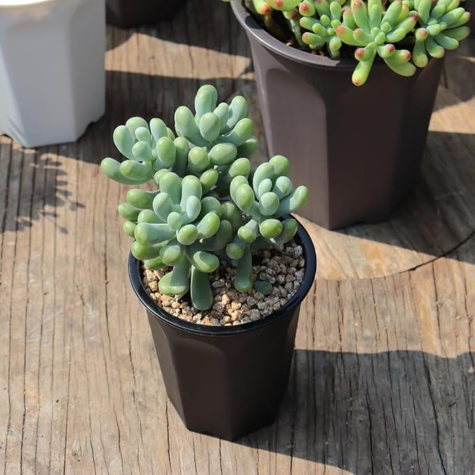 BangQiao 14 Pack 4.40 Inch Black Plastic Deep Nursery and Seedling Pots, Round Planter Container for Transplanting, Cutting, Succulent