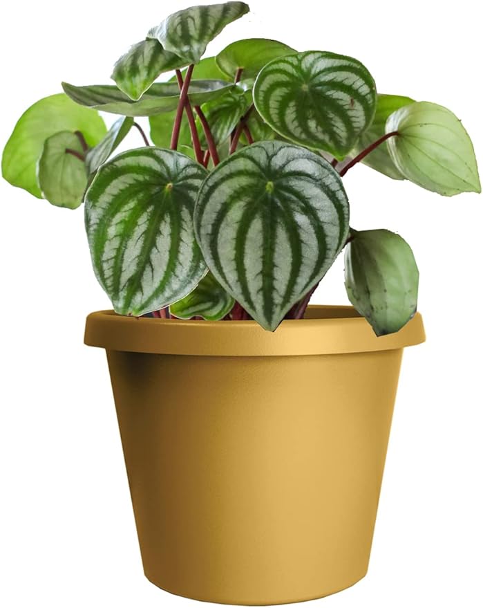 The HC Companies 14 Inch Round Prima Planter - Plastic Plant Pot with Rolled Rim for Indoor Outdoor Plants Flowers Herbs, Honey (Pack of 4)