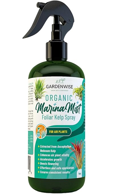 Organic Marina Mist Kelp Air Plants Fertilizer Spray | Plant Food for Tillandsia Air Plants | Air Plant Mister - Enhances Bloom, Vitality, and Pup Growth (8 OZ)