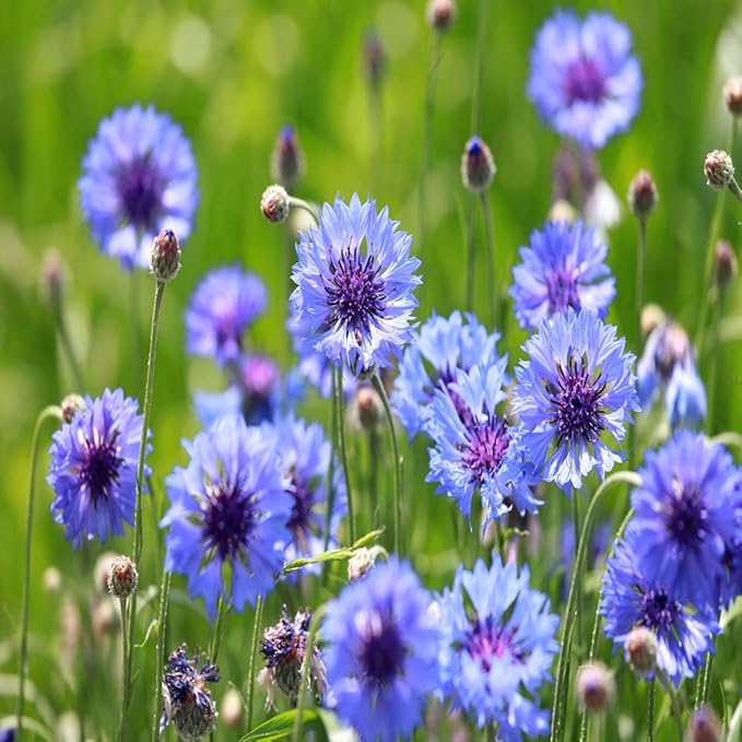 Outsidepride Blue Cornflower Seeds for Planting - 1 lb. Annual Bachelor's Button Flower Seeds for Cut Flower Gardens, Drought-Tolerant, Attracts Pollinators, Ideal for Borders & Bouquets