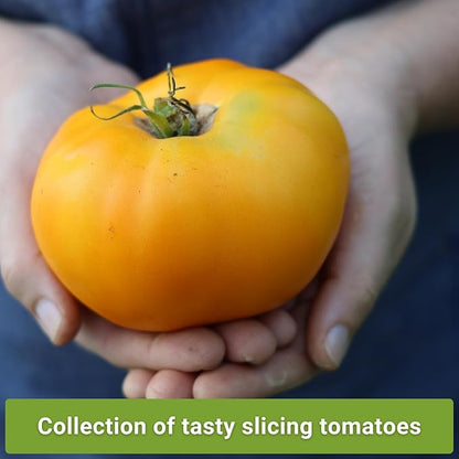 Sow Right Seeds - Beefsteak Style Tomato Seed Collection for Planting - Beefsteak, Kellogg's, Cherokee Purple, Mortgage Lifter & Ponderosa - Non-GMO Heirloom Varieties to Plant a Home Vegetable Garden