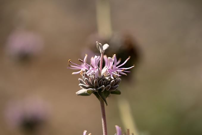 Plant Good Seed Organic San Luis Purple Sage Seeds for Planting: California Native Plant, Aromatic Gray Leaves - 100 Seed Packet