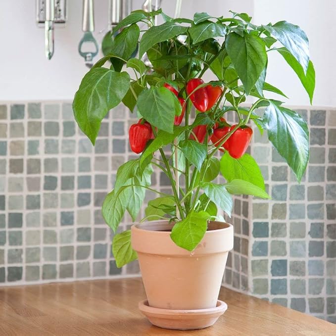 Park Seed Sweet Pepper Vegatable Plant Seeds, Easy to Grow, Spring Garden, Minis Fresh Bites Red, Pack of 10