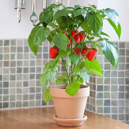Park Seed Sweet Pepper Vegatable Plant Seeds, Easy to Grow, Spring Garden, Minis Fresh Bites Red, Pack of 10