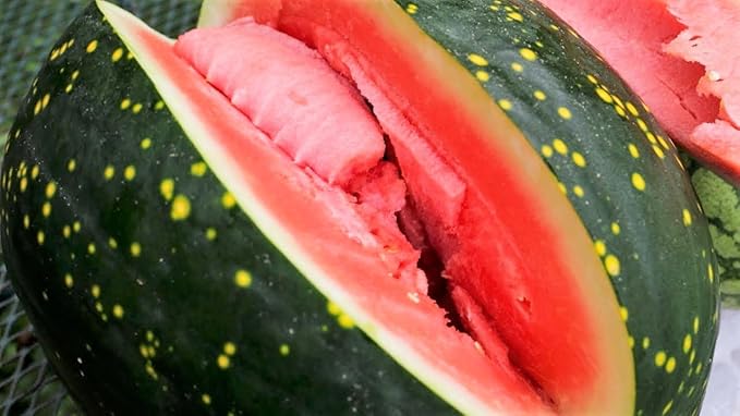 TomorrowSeeds - Moon & Stars Red Watermelon Seeds - 60+ Count & 50+ Sugar Baby Picnic Watermelon - for 2026 Planting Heirloom Watermelons Crimson Red Flesh Yellow Speckled Black Rind Melon Fruit