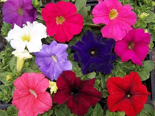 Seeds Petunia Unicum F1 Mix Indoor Annual Flowers for Planting
