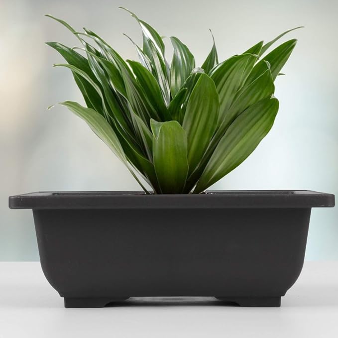 HOZEON 30 Pack 6.5 Inch Rectangular Plastic Bonsai Training Pots, Premium Growing Plant Pot, Flower Succulent Bonsai Pots Container for Garden, Yard, Office, Balcony, Home Decorative, Indoor, Outdoor