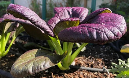 200PCS Purple Lady Bok Choy Seeds Bok Choi Brassica Rapa Vegetable Seeds