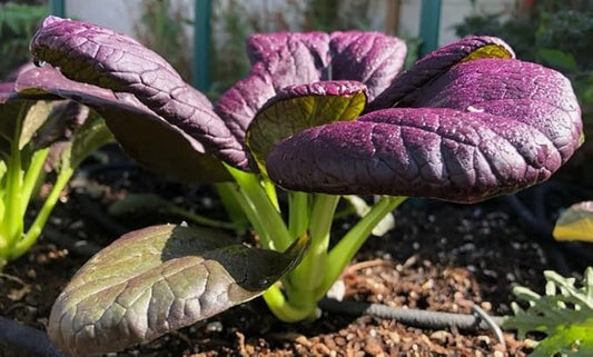 200PCS Purple Lady Bok Choy Seeds Bok Choi Brassica Rapa Vegetable Seeds