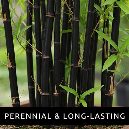 300+ Black Bamboo Seeds for Planting - Exotic Fast Growing Ornamental Grass for Privacy Screen, Windbreak & Landscape Accent, Garden Bamboo