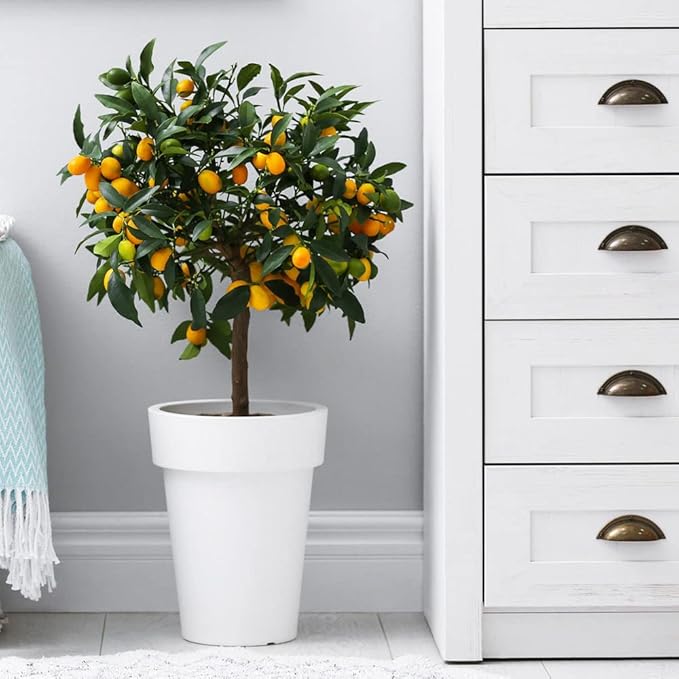 Gardenera's Premium Kumquat Soil Mix - Quick Drain Potting Soil for Growing and Repotting Citrus Japonica - 20 Quart