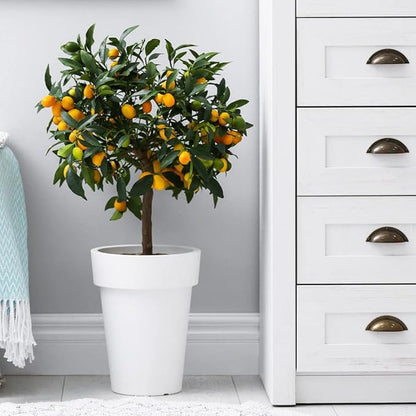 Gardenera's Premium Kumquat Soil Mix - Quick Drain Potting Soil for Growing and Repotting Citrus Japonica - 1 Quart