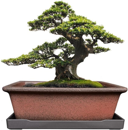 MUZHI Decorative Ceramic Bonsai Planter Pot 8.5 Inch with Tray, Breathable Unglazed Rectangle Terracotta Clay Pot for Tree Succulent Cactus Indoor Outdoor Red Brown