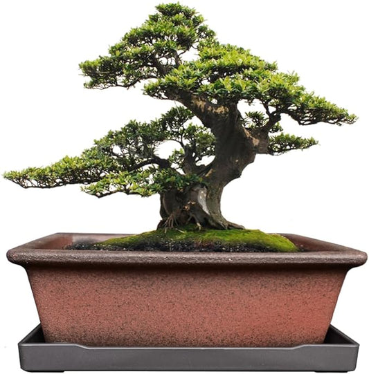 MUZHI Decorative Ceramic Bonsai Planter Pot 8.5 Inch with Tray, Breathable Unglazed Rectangle Terracotta Clay Pot for Tree Succulent Cactus Indoor Outdoor Red Brown