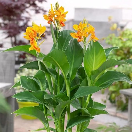 10pcs Canna Lily Seeds Canna x Generalis Cleopatra Ornamental Plant Seeds Home Garden