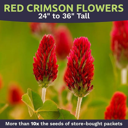 Crimson Clover Seeds – Bulk Quarter Pound Bag – Over 20,000 Open Pollinated Non-GMO Seeds – Trifolium incarnatum