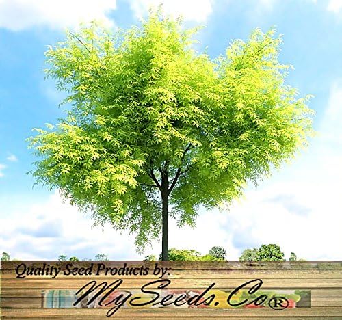 Big Pack - Thornless Honeylocust Tree Seed (100) - Gleditsia triacanthos Tree Seeds - Fragrant Blooms - Pods Used for Making Beer - Excellent Shade Tree - by MySeeds.Co (Big Pack - Honeylocust)