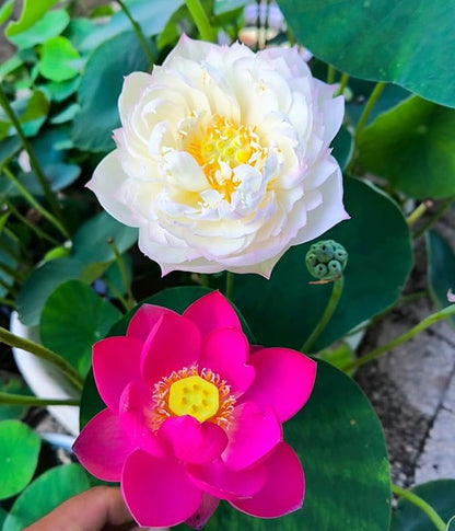 Mixed Color Bonsai Bowl Lotus Water Lily Seeds (30 PCS)