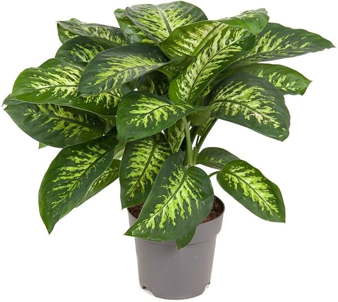 GARDENERA Superior Potting Soil Mix for Dieffenbachia - Perfect Balance of Nutrients, Drainage, and Aeration for Optimal Growth (5 Quart)