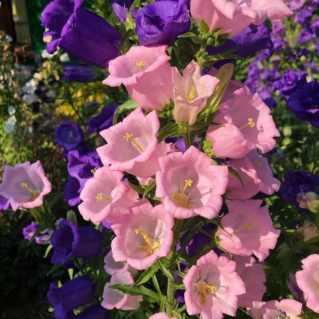 Seeds Canterbury Bells Double Mix/Bellflower/Biennial Flowers