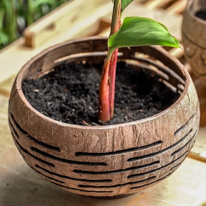 Rainforest Bowls Set of 4 Horizons Coconut Planters w/Drainage Hole- Perfect for Succulents, Flowers, Small Plants, Indoor & Outdoor Gardens- Handcarved by Artisans, Eco-Friendly & Sustainable