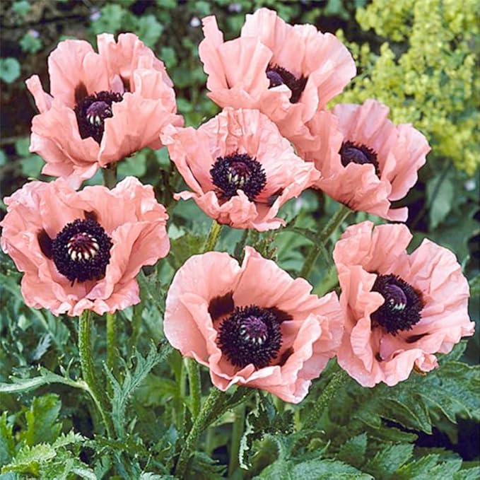 5000+ Mixed Poppy Flower Seeds for Planting-Colorful Masses of Wildflowers - Heirloom & Open Pollinated
