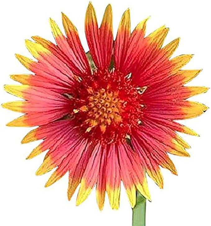 Butterfly and Hummingbird Attracting Wildflower Seeds - .3 Oz - Approximately 5,000 Seeds