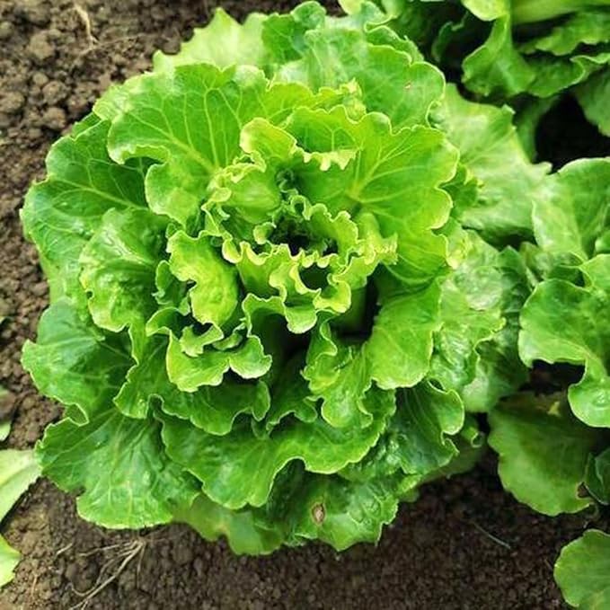 1000PCS Bibb Butterhead Lettuce Seeds Non-GMO Heirloom-Vegetable Lettuce Seeds