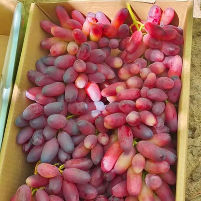 Dwarf Finger Grapes Seeds for Planting Outdoor, 200pcs Sweet Orangic Grape Tree Fruit Seeds Non-GMO Heirloom Plants, Delicious Juicy Plants in Your Home Garden