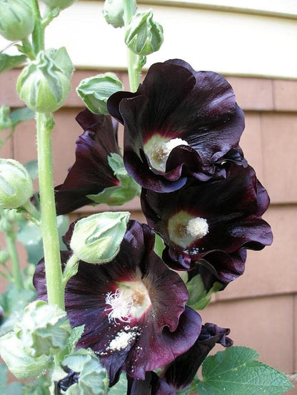 Seeds Hollyhock Nigra Giant Mallow Flower Perennial Outdoor Garden Cut Flowers for Planting